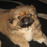 Pekingeser Gigi