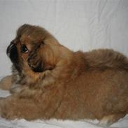 Pekingeser Gigi