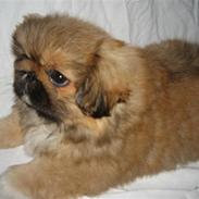 Pekingeser Gigi