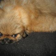 Pekingeser Gigi