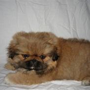 Pekingeser Gigi