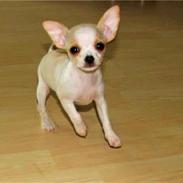 Chihuahua Chanel