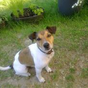 Parson russell terrier buster