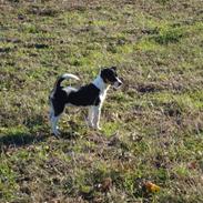 Jack russell terrier Tessa