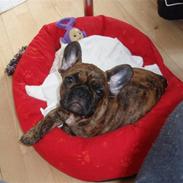 Fransk bulldog Bertha