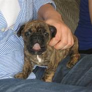 Fransk bulldog Bertha