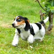 Basset hound Bjasto's Alive (LULU)