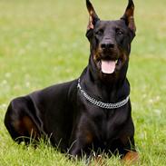 Dobermann R.I.P  Zigga