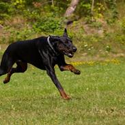 Dobermann R.I.P  Zigga