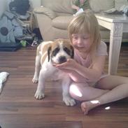 Blanding af racer Bernhard