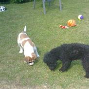 Blanding af racer Bernhard