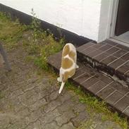 Blanding af racer Bernhard