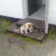 Blanding af racer Bernhard