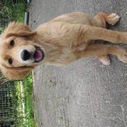 Golden retriever Gizmo