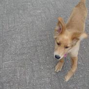 Golden retriever Gizmo