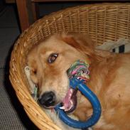 Golden retriever Gizmo
