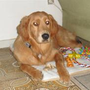 Golden retriever Gizmo