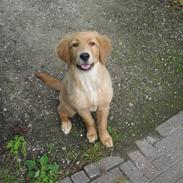 Golden retriever Gizmo