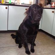 Flat coated retriever Penny