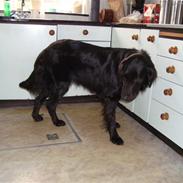 Flat coated retriever Penny