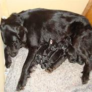 Flat coated retriever Penny