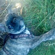 Fransk bulldog Gizmo