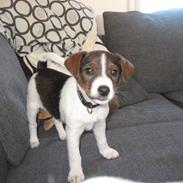 Jack russell terrier Maggi