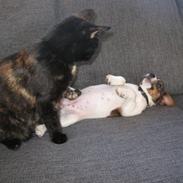 Jack russell terrier Maggi