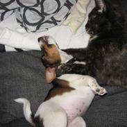 Jack russell terrier Maggi