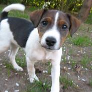 Jack russell terrier Maggi