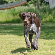 Ruhåret hønsehund  troldekærets gero