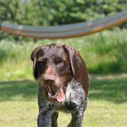 Ruhåret hønsehund  troldekærets gero