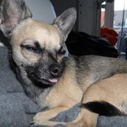 Chihuahua Slayer