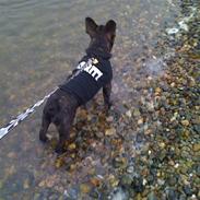 Fransk bulldog Basse