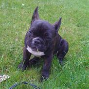 Fransk bulldog Basse