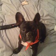 Fransk bulldog Basse