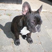 Fransk bulldog Basse