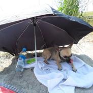 Chihuahua Slayer