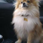 Pomeranian Savannah