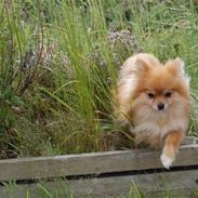 Pomeranian Savannah