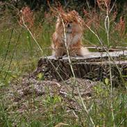 Pomeranian Savannah