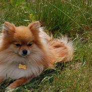 Pomeranian Savannah