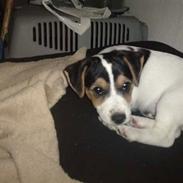 Jack russell terrier Baloo