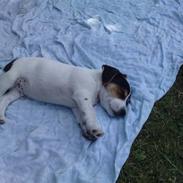 Jack russell terrier Baloo