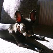 Fransk bulldog Kenja