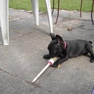 Fransk bulldog Kenja