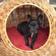 Fransk bulldog Kenja