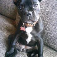 Fransk bulldog Kenja