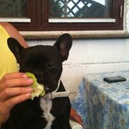 Fransk bulldog Kenja