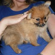 Pomeranian Mille..<3